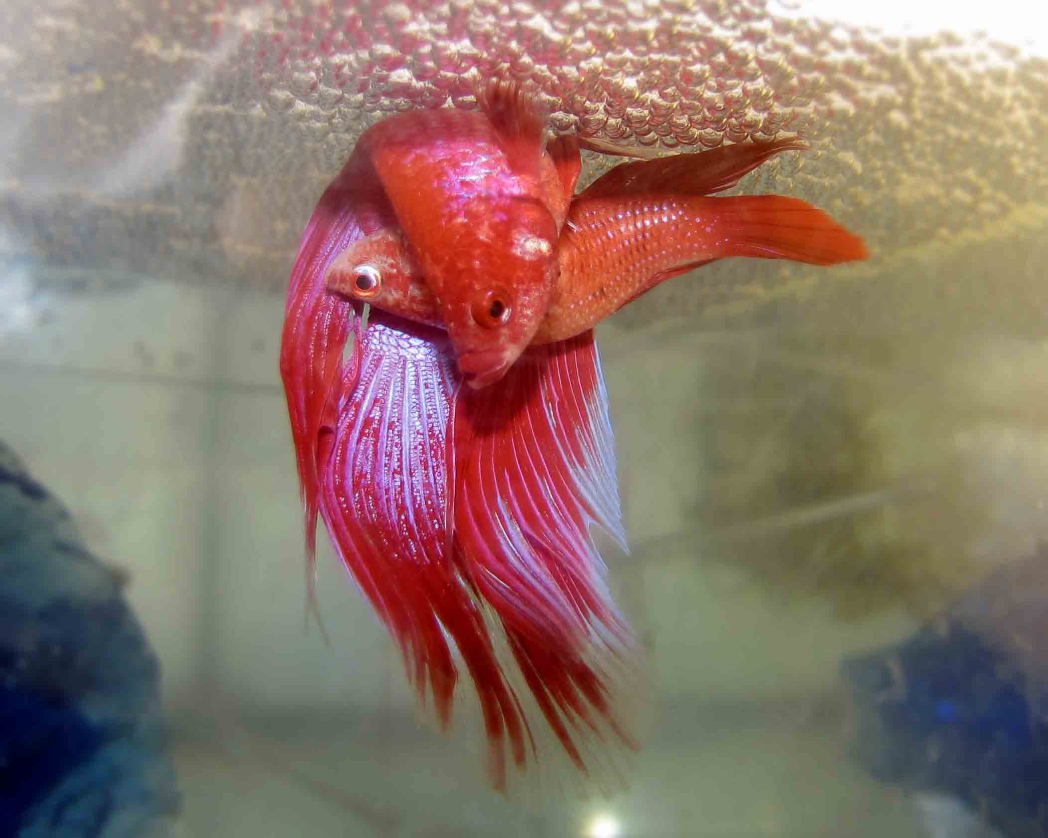 Fish Breeding and Biotechnology